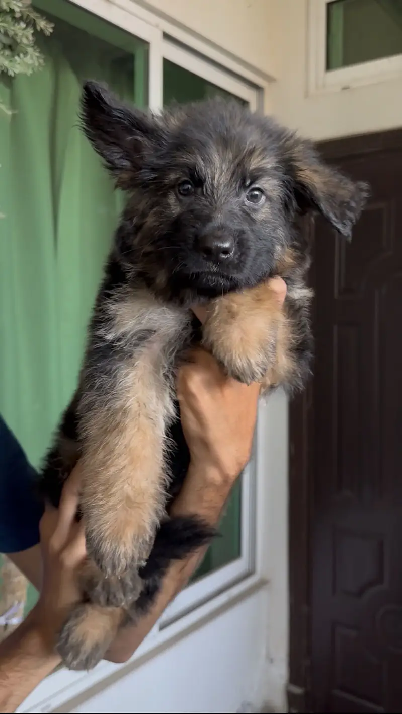 GSD  long coat Show quality puppies — photo 4