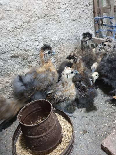 silkie hens