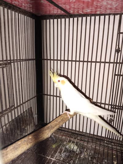 1 piece Comon white red ayes cocktail for sale