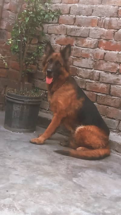 German shepherd female pedigree