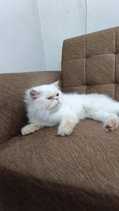 female playfull persian cat