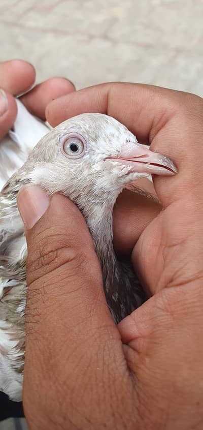 Lakha pair 03215040717
