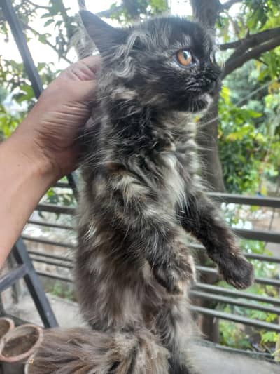 Fluffy persian kitten for sale