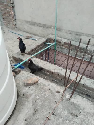 hens for sale urgent. 4 quantity,   H-13 islamabad 03459303234