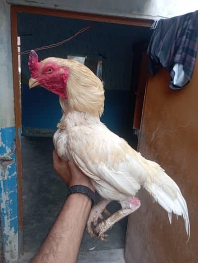 Hira male shajri female breedar pair