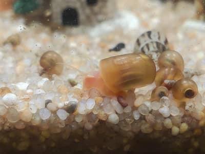 Cherry Shrimps & Apple Snails