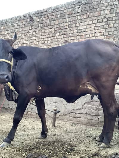 Sahiwal cross cow , Pehla soya sona hai aur Sony kaliye ready hai