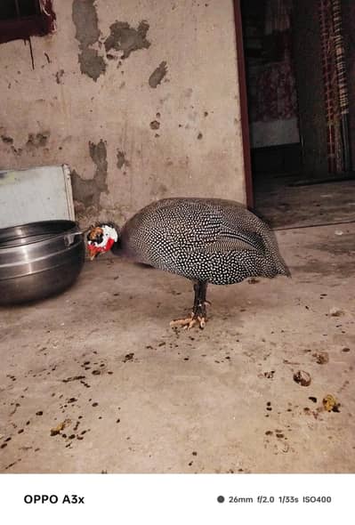guinea