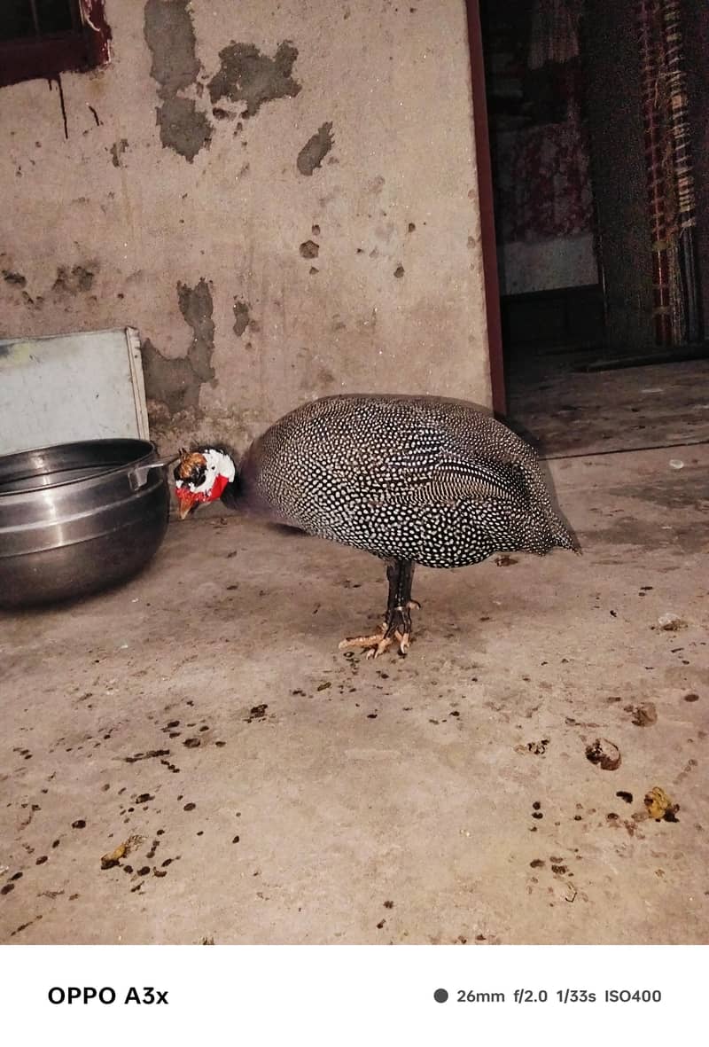 guinea 0