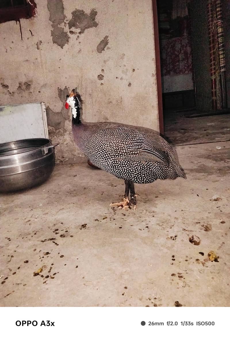 guinea 1