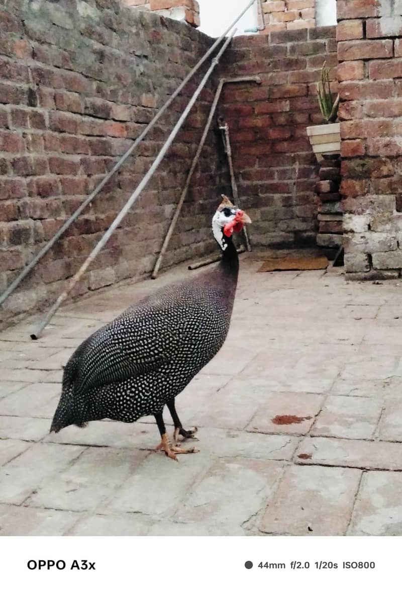 guinea 3