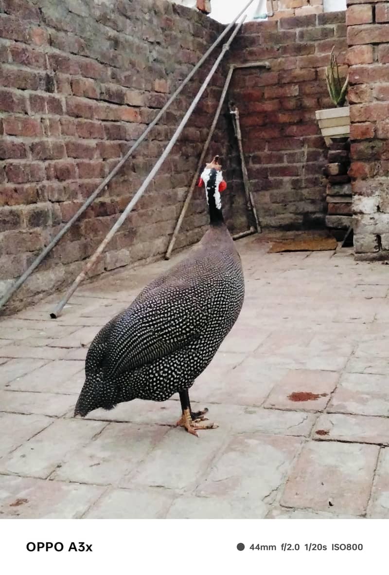 guinea 4