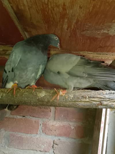 Black pigeon