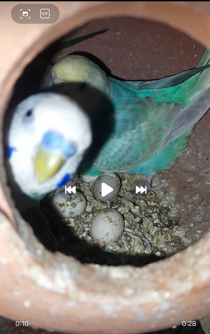 parrot 0