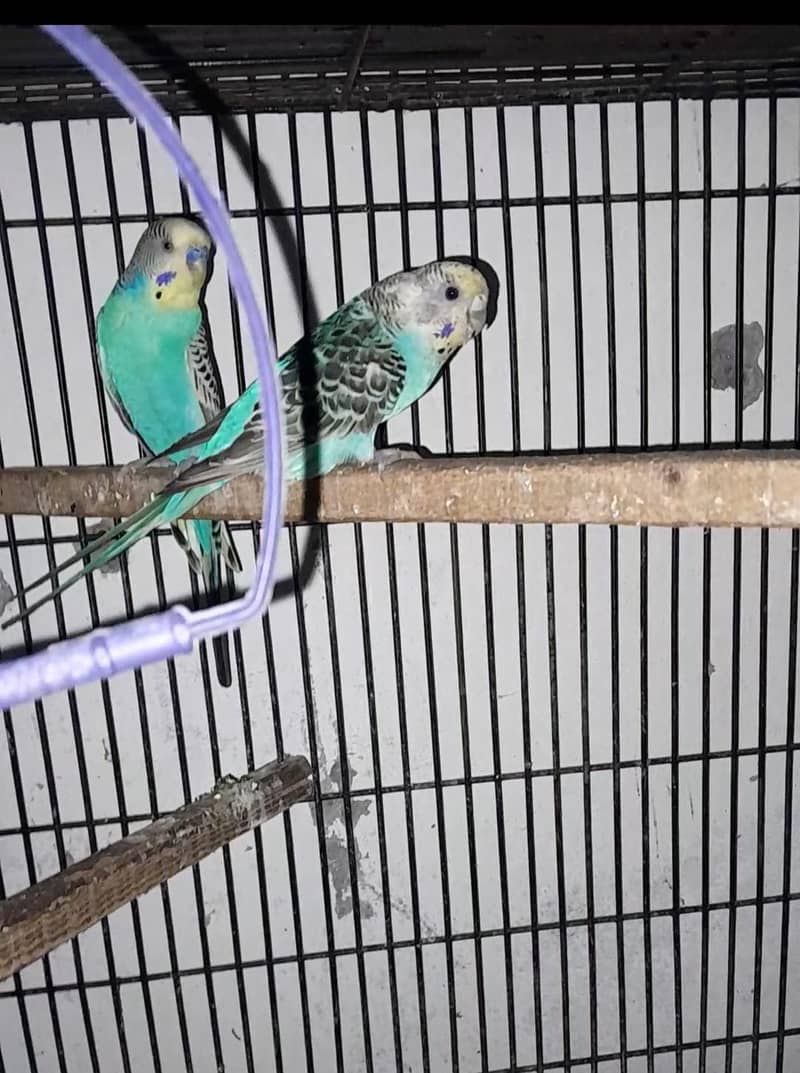 parrot 1