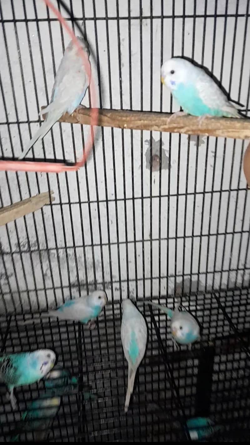 parrot 2