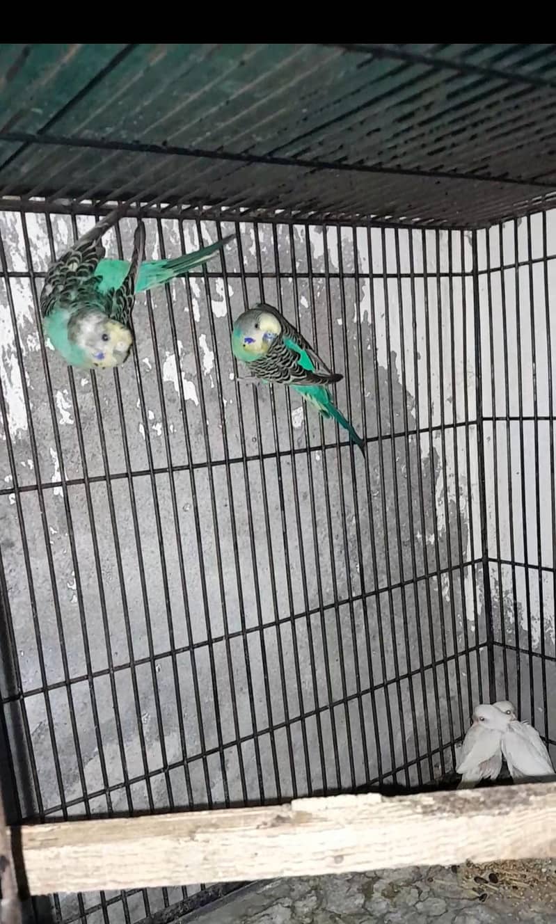parrot 3