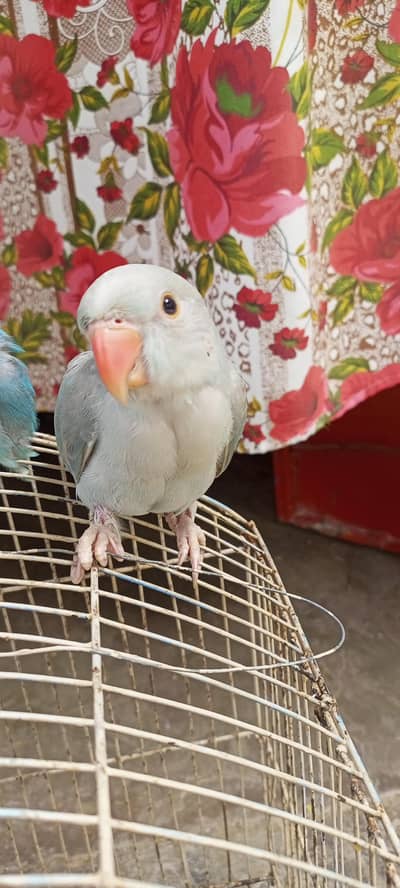 GREY RINGNECK BLUE RINGNECK