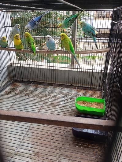 5 pairs undersize and normal budgie