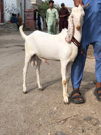 Gulabi Bakra