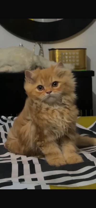 Persian Kitten