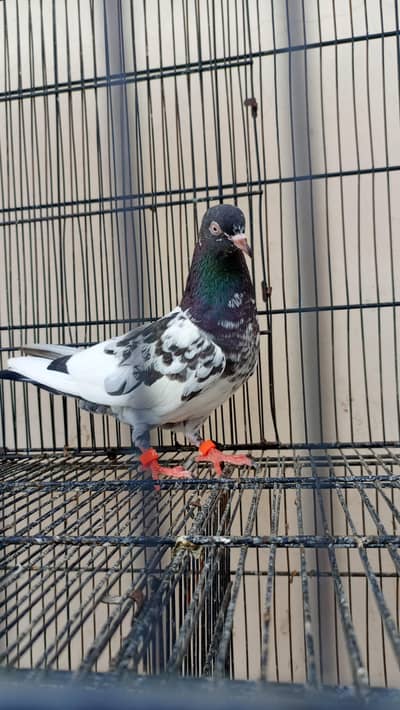 breed teddy pair