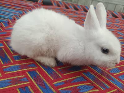 Want to sale Rabbit