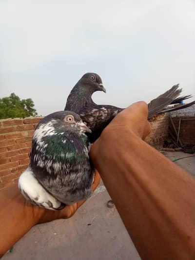 kanton wala male or laal pari female for sale