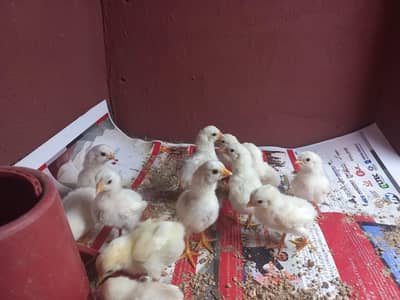 Heera Aseel A+ Quality Pure white Chiks