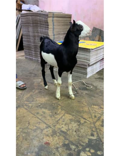 Tedda breeder