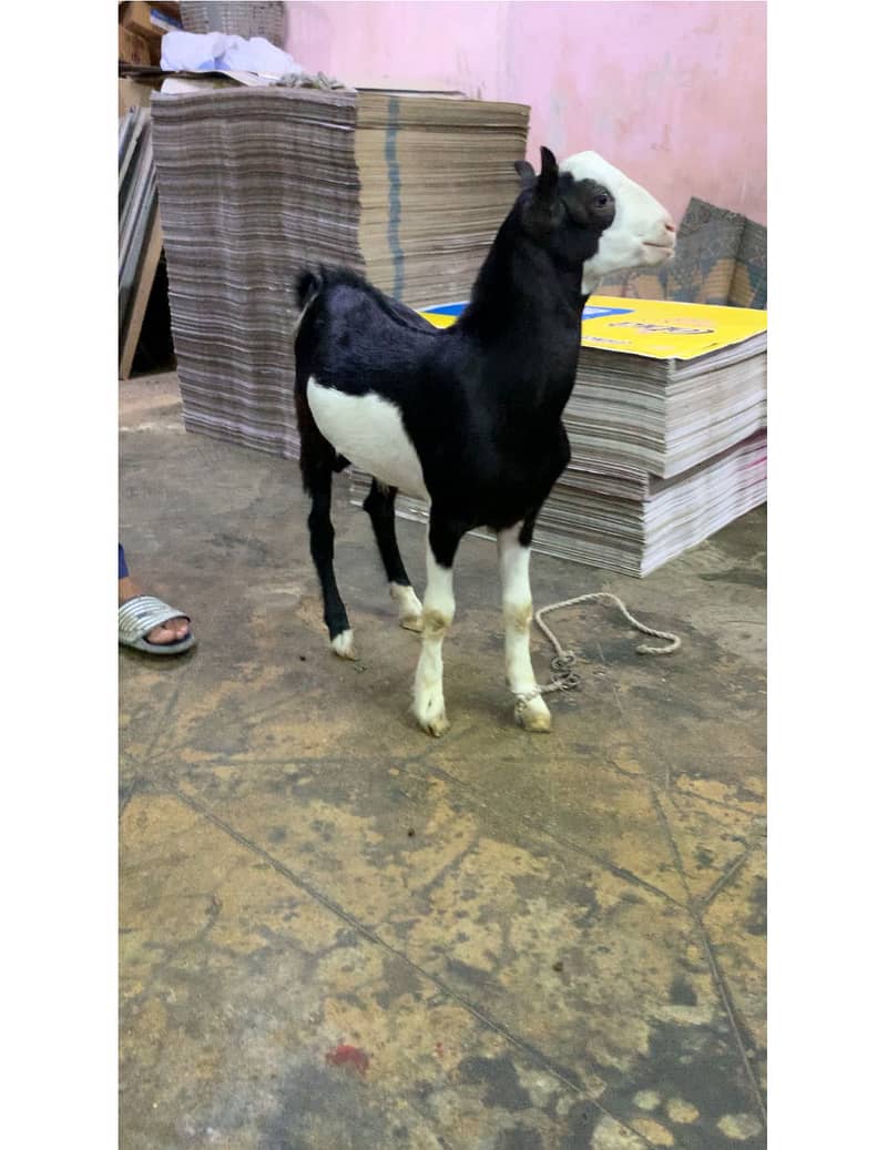 Tedda breeder 0