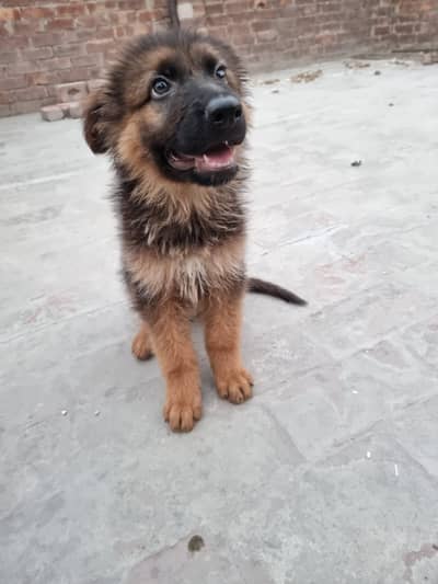 German Shepherd Long Coat Male puppy