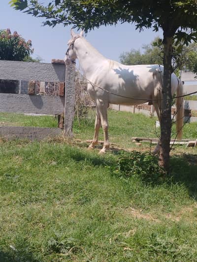 Hourse| Nukra hourse | Male nukra ghora | hourse for sale