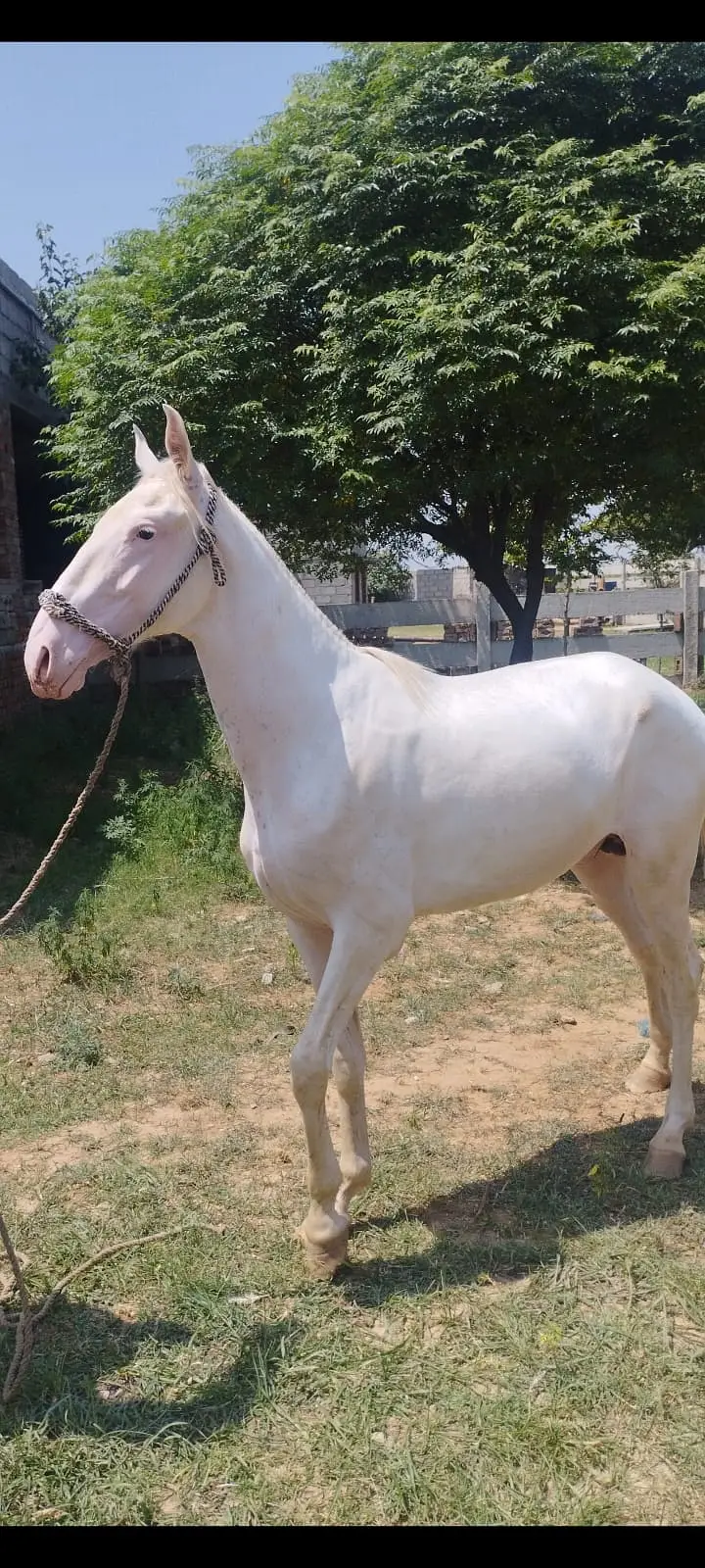 Hourse| Nukra hourse | Male nukra ghora | hourse for sale — photo 2
