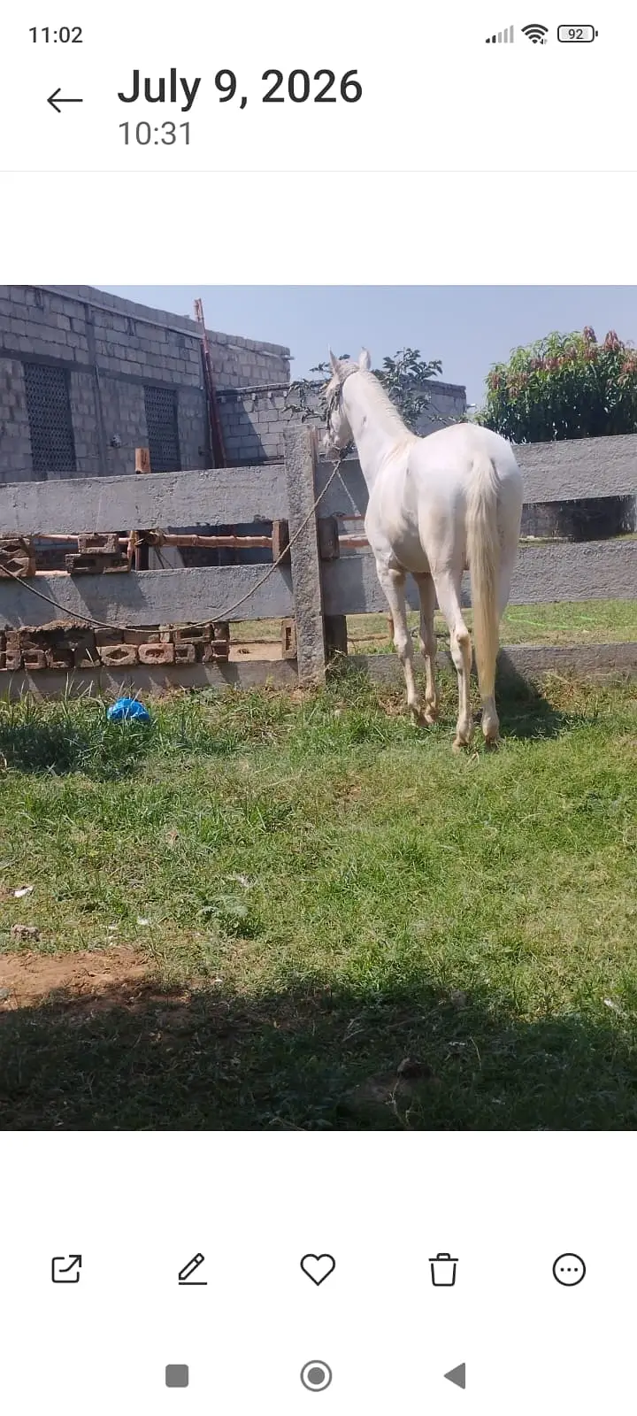 Hourse| Nukra hourse | Male nukra ghora | hourse for sale — photo 3