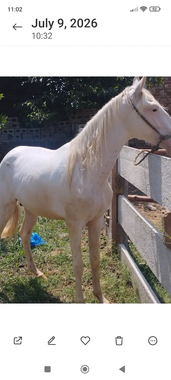 Hourse| Nukra hourse | Male nukra ghora | hourse for sale — photo 4
