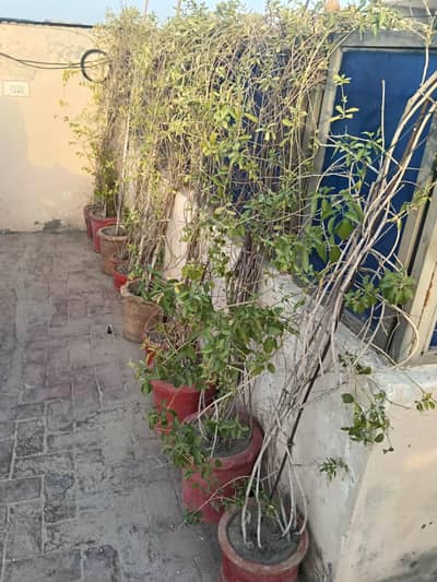 different plants indoor and outdoor available for sale