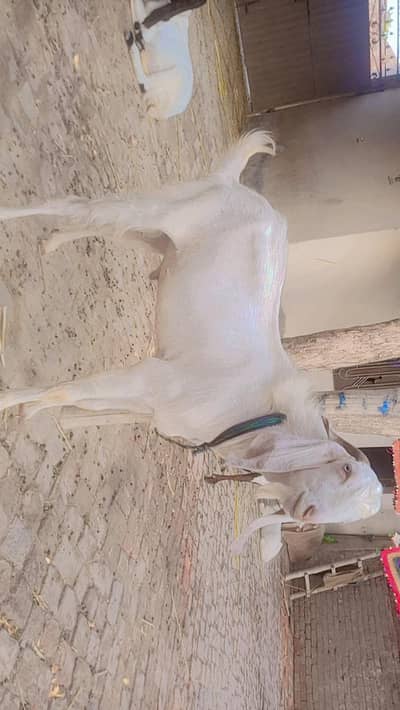 bakra for sale
