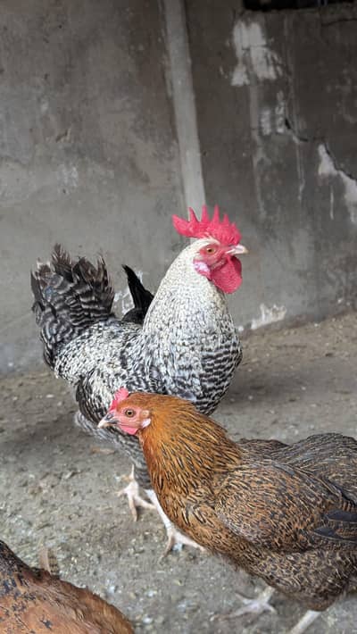 Golden Misri Healthy & Active Male & Female Hens For Sale
