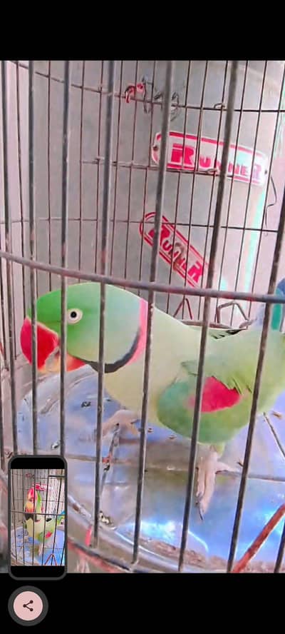 pahari tota for sale