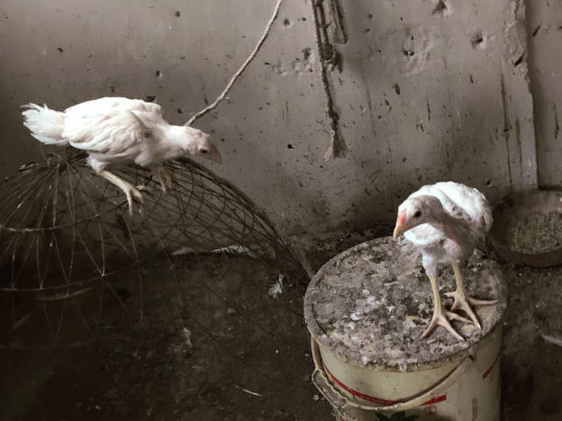 each chicks 3200 0
