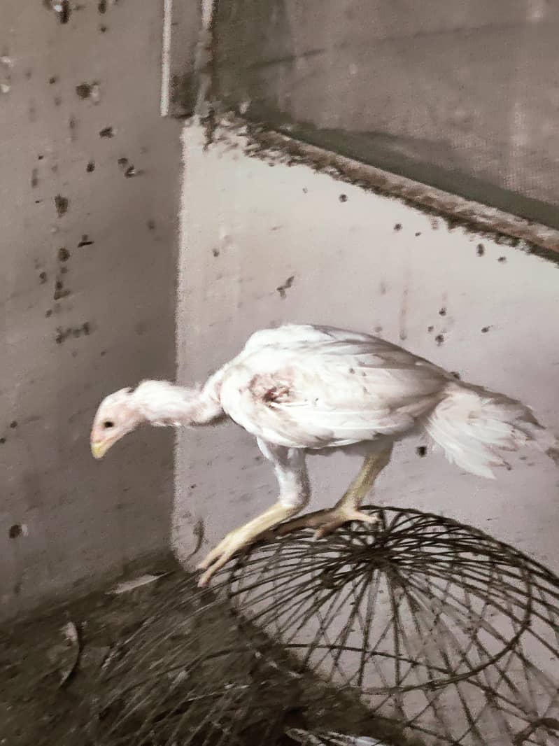 each chicks 3200 1