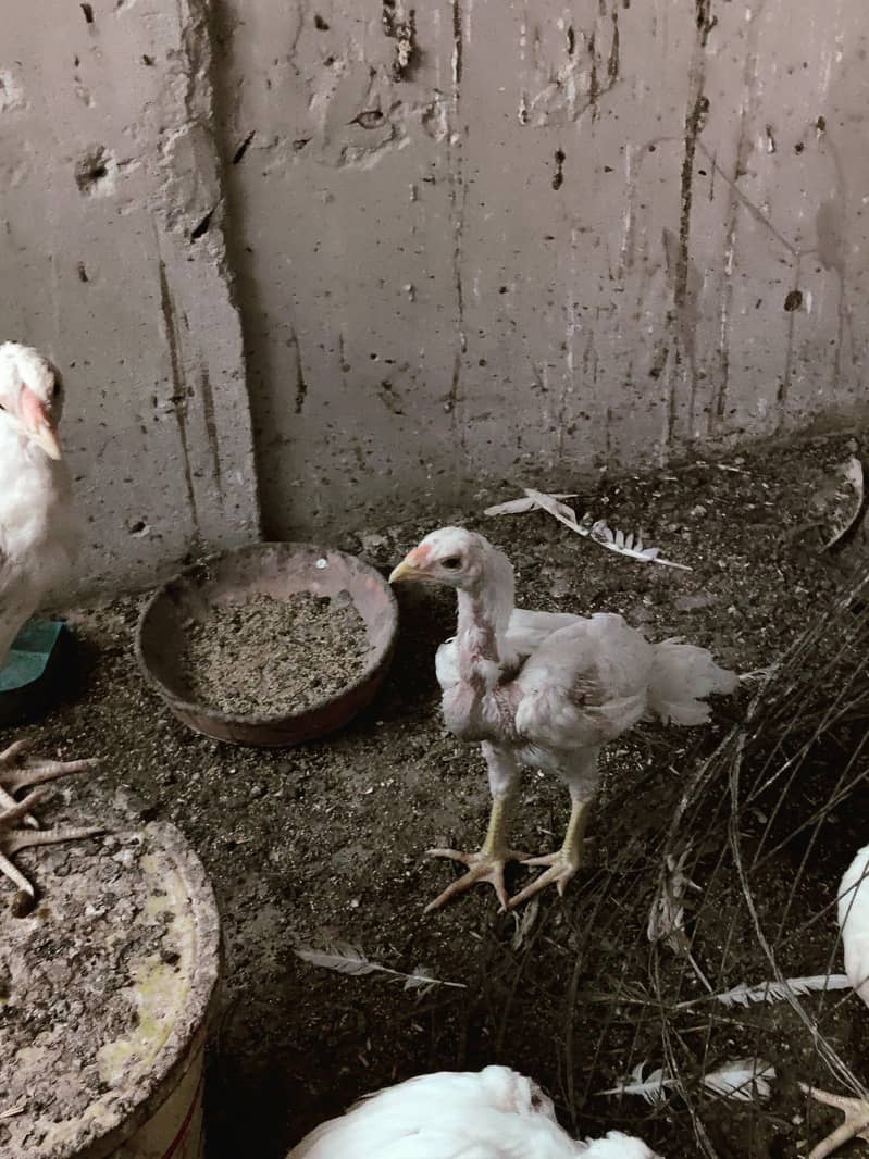 each chicks 3200 2