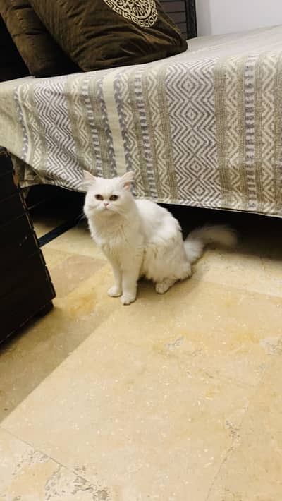 Cat persian pure white