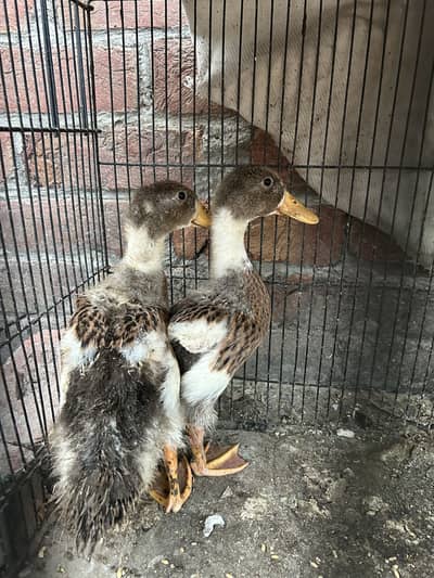 Ducks for sale