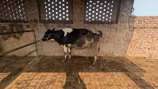 one cow and one buffalo