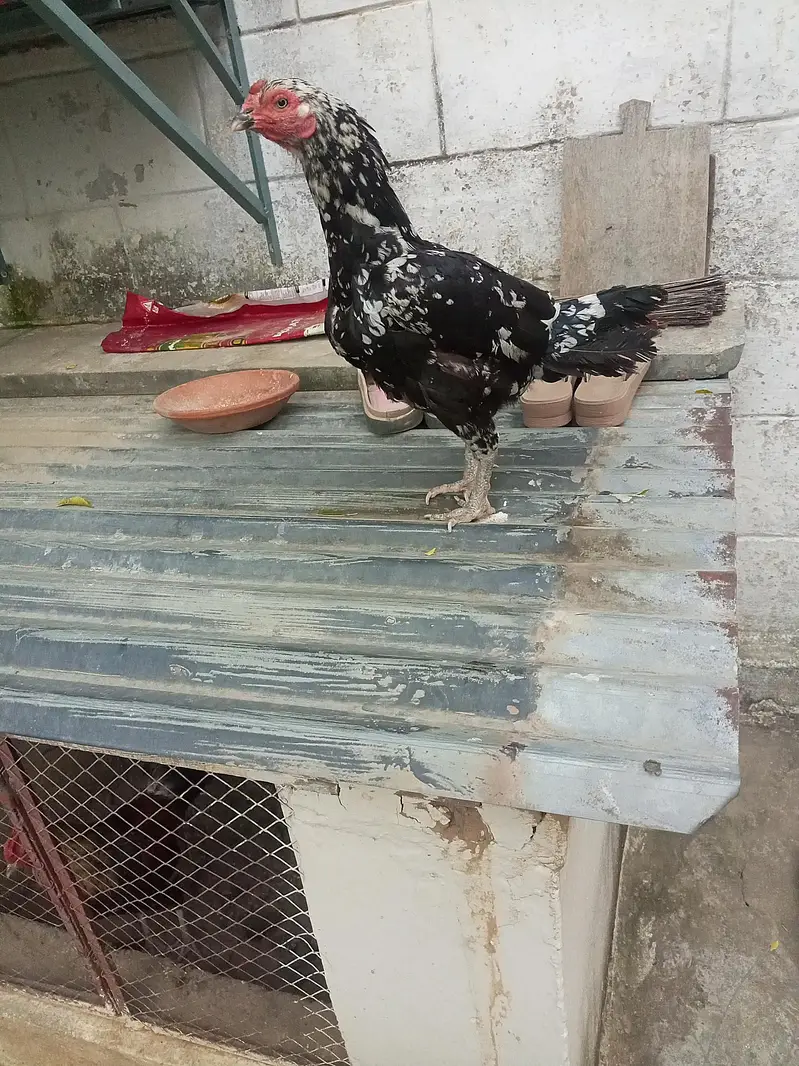 Hen Lana Ka Lia Es Number Par Rabta Kry 03298687119 — photo 2