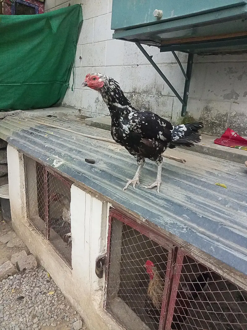 Hen Lana Ka Lia Es Number Par Rabta Kry 03298687119 — photo 4
