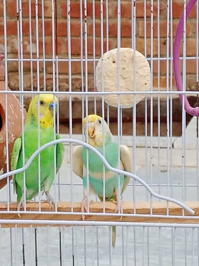 AUSTRALIAN BUDGIES PARROTS FOR URGENT SALE