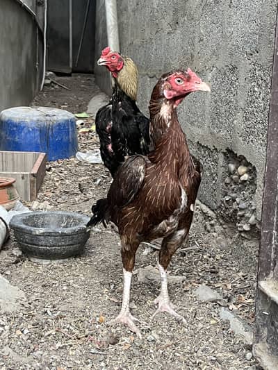 Old Bloodline Pure Aseel Pair & Chicks